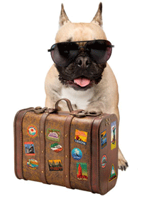 vacation-dog